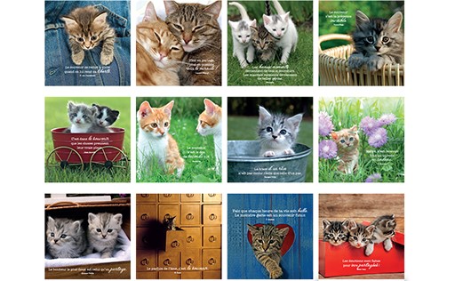 Calendrier perpetuel 13,4x15,4cm - Chat ne s'oublie pas