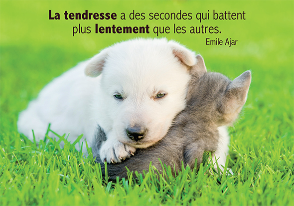 Carte simple 10.5x15cm - La tendresse a des