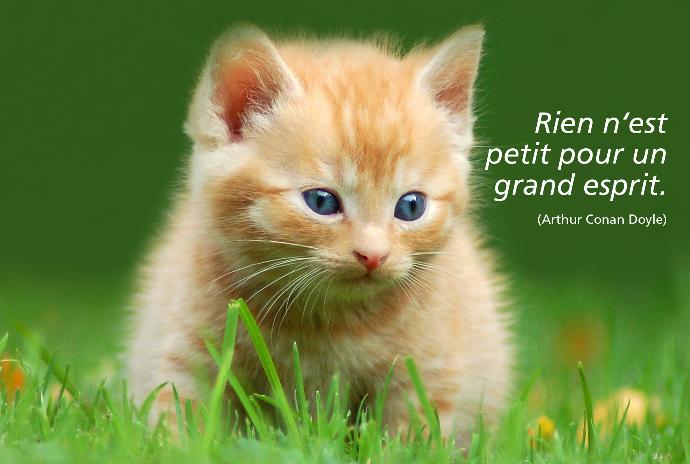 Carte simple 10x15cm - Chat/Rien n'est petit pour