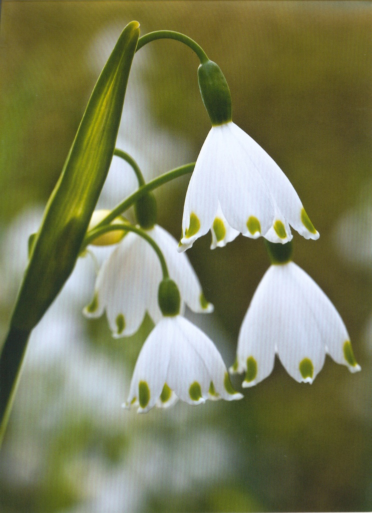 Wenskaart (zonder tekst) - 12x17cm/cello+omslag