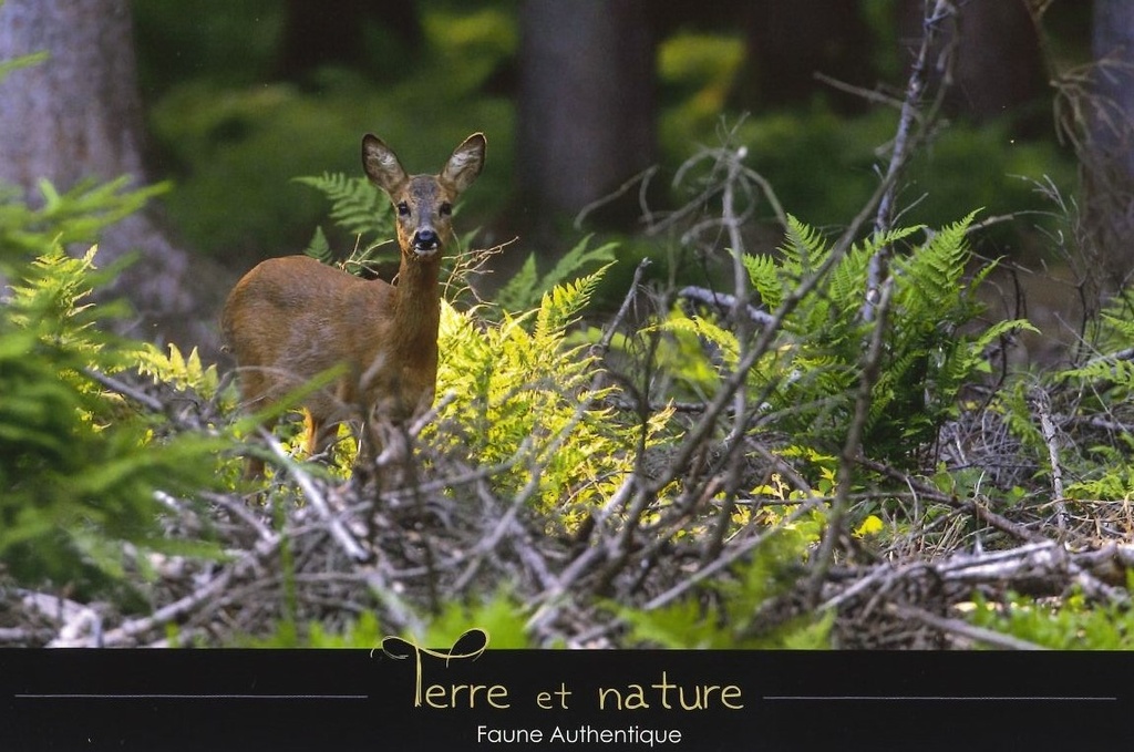 La Chevrette