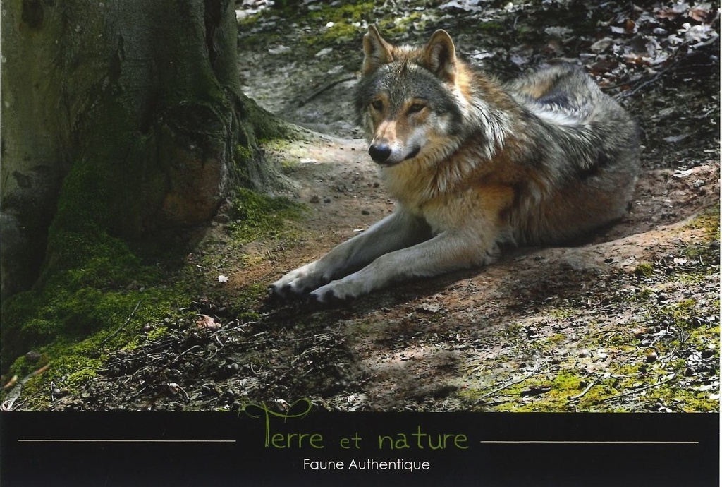 Le Loup gris. (Canis lupus)