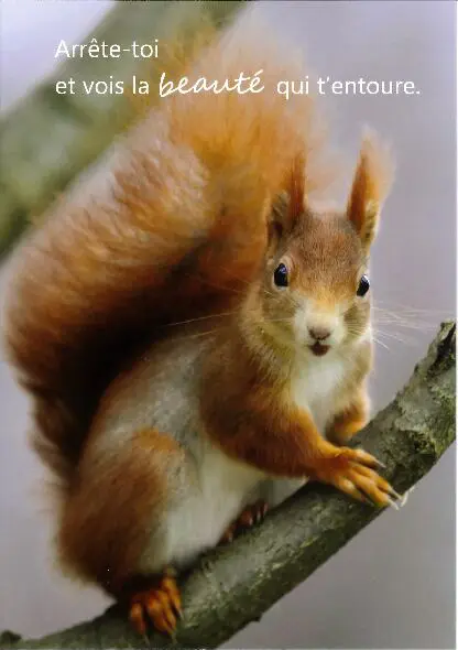 Magnet - 55x80mm - Arrête-toi...