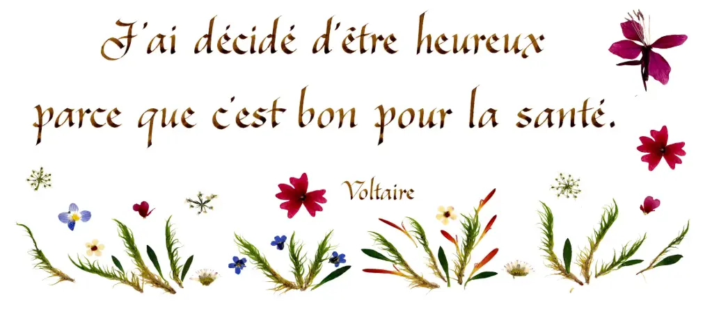 Carte série 'Citations - Le Bonheur' - 'J'ai décidé d'être heureux...' - 10,5x21cm + envel.
