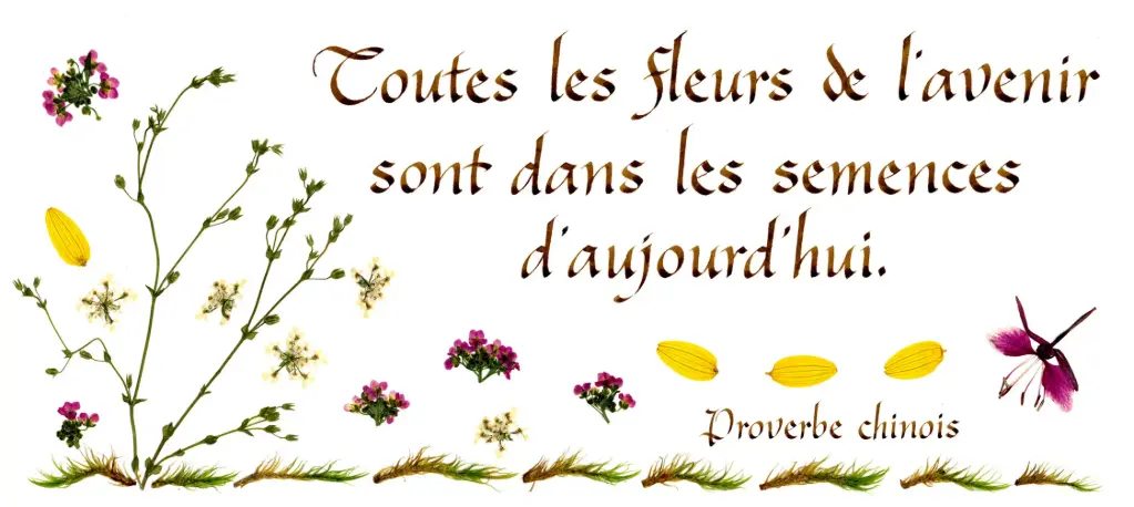 Carte série 'Citations - La Vie' - 'Toutes les fleurs de l'avenir...' - 10,5x21cm + envel.