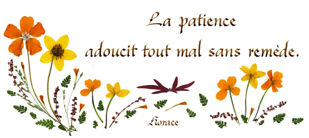 Carte série 'Citations - Sagesse' - 'La patience adoucit...' - 10,5x21cm + envel.