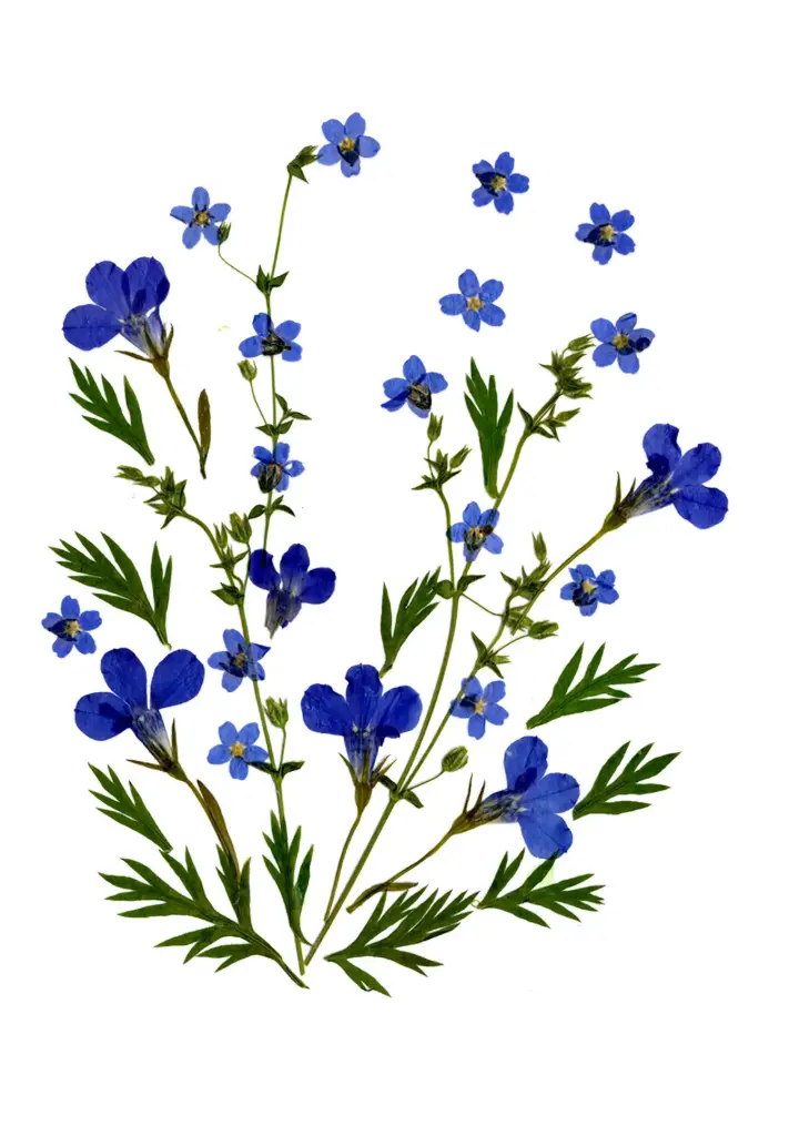 Dubbelkaart serie 'Fleurs séchées' - model 010 - 10x15cm + envel. 