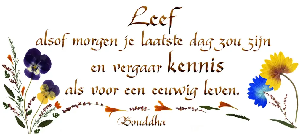 Carte série 'Citations - NL - 'Leef als morgen..' - 10,5x21cm + envel.