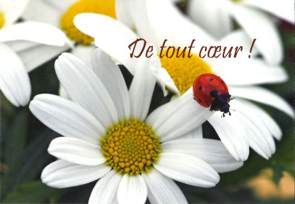 Carte simple - 10x15cm - De tout coeur