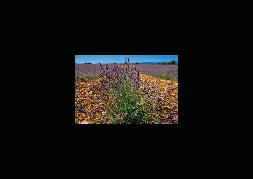 CARTES SIMPLES LES PETITS CADRES PROVENCAUX