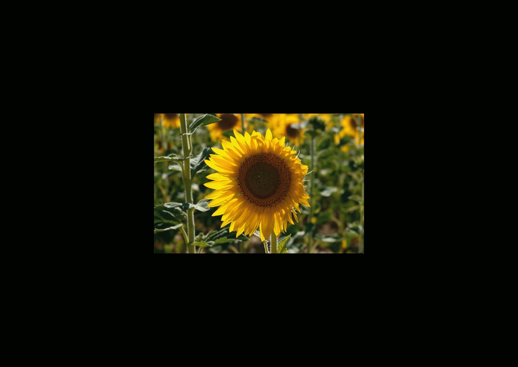 CARTES SIMPLES LES PETITS CADRES PROVENCAUX