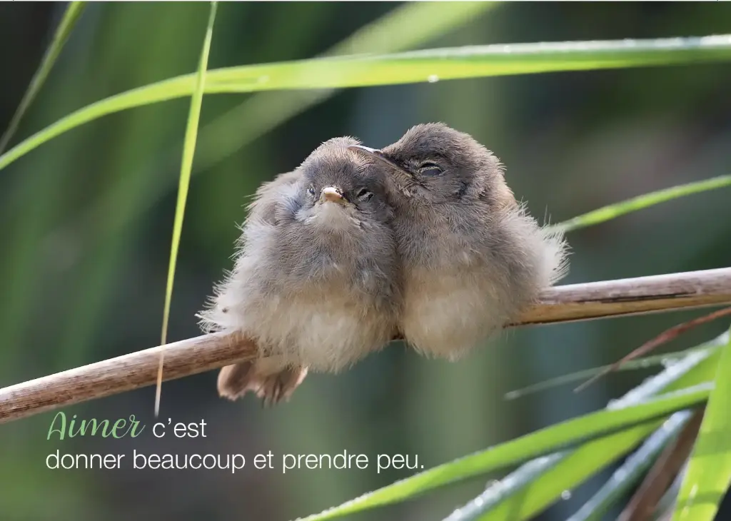 Frigomagnete - 55x80mm - Aimez, c'est ...