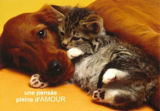 [CRT-21CS172] Carte simple - 10x15cm - Une pensée pleine...