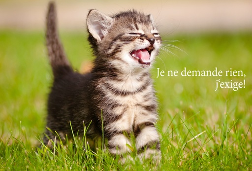 [CRT-50CS003] Carte simple 10x15cm - Chat/Je ne demande rien
