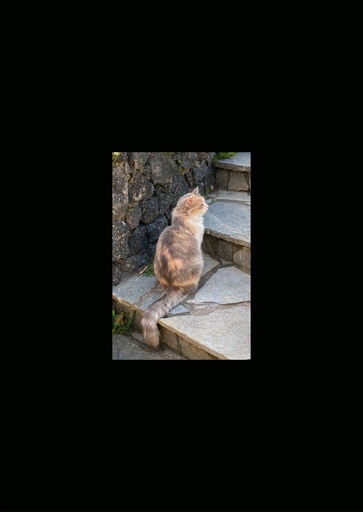 [GIR-82CSIP 01] CARTES SIMPLES LES PETITS CADRES PROVENCAUX
