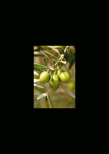 [GIR-82CSIP 08] CARTES SIMPLES LES PETITS CADRES PROVENCAUX