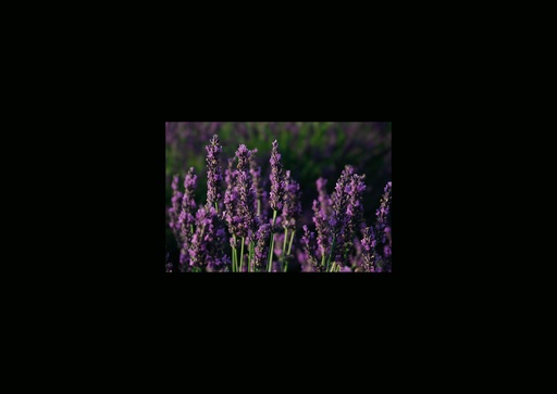 [GIR-82CSIP 09] CARTES SIMPLES LES PETITS CADRES PROVENCAUX