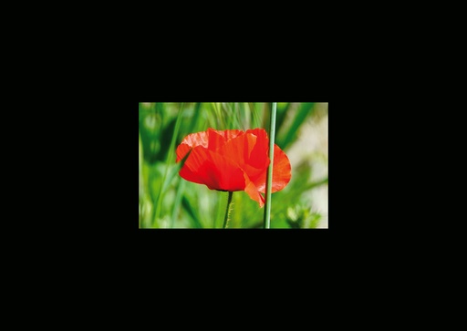 [GIR-82CSIP 13] CARTES SIMPLES LES PETITS CADRES PROVENCAUX