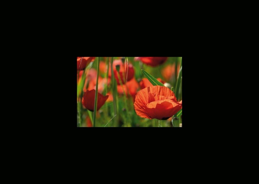 [GIR-82CSIP 14] CARTES SIMPLES LES PETITS CADRES PROVENCAUX