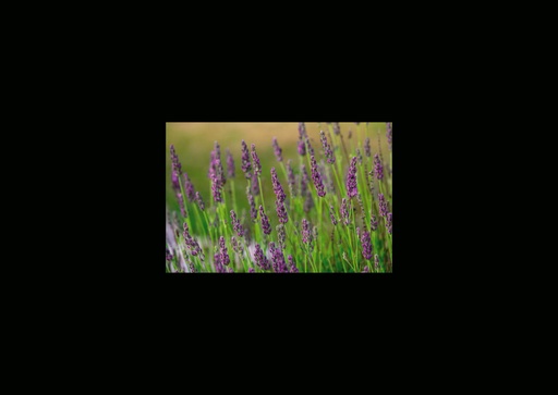 [GIR-82CSIP 16] CARTES SIMPLES LES PETITS CADRES PROVENCAUX