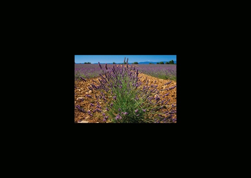 [GIR-82CSIP 18] CARTES SIMPLES LES PETITS CADRES PROVENCAUX