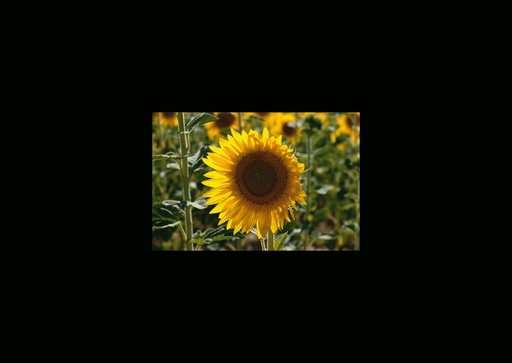 [GIR-82CSIP 25] CARTES SIMPLES LES PETITS CADRES PROVENCAUX