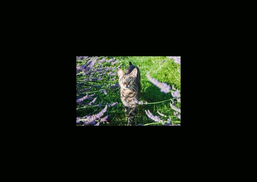 [GIR-82CSIP 32] CARTES SIMPLES LES PETITS CADRES PROVENCAUX