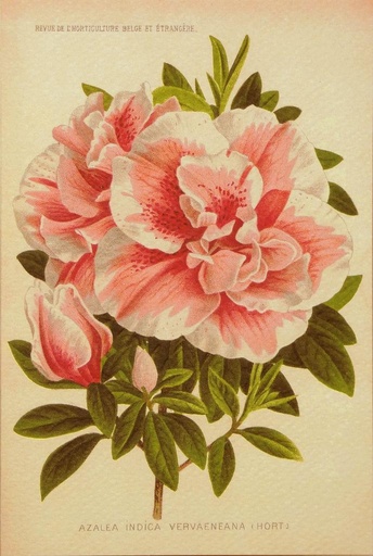 [GIR-82ROAGR048C] CARTE DOUBLE 12*17 CM