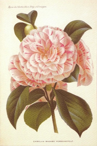[GIR-82ROAGR048D] CARTE DOUBLE 12*17 CM