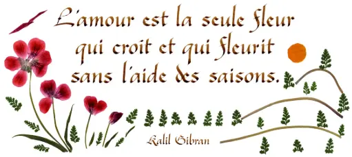 [PDO-00CFR114] Carte série 'Citations - L'Amour' - 'L'Amour est la seule fleur ...' - 10,5x21cm + envel.