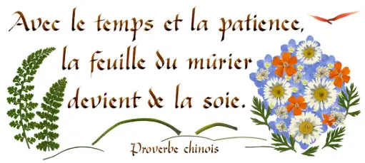 [PDO-00CFR159] Carte série 'Citations - Sagesse' - 'Avec le temps et la patience...' - 10,5x21cm + envel.