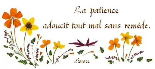[PDO-00CFR153] Kaart serie 'Citations - Sagesse' - 'La patience adoucit...' - 10,5x21cm + envel.