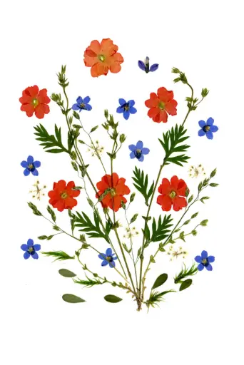 [PDO-00FL003] Carte double série 'Fleurs séchées' - model 003 - 10x15cm + envel.