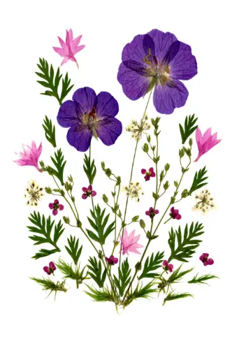 [PDO-00FL004] Dubbelkaart serie 'Fleurs séchées' - model 004 - 10x15cm + envel.