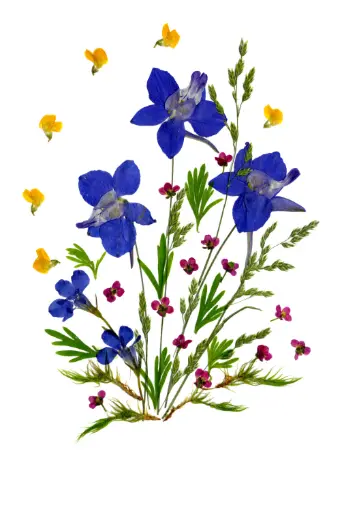 [PDO-00FL019] Carte double série 'Fleurs séchées' - model 019 - 10x15cm + envel.