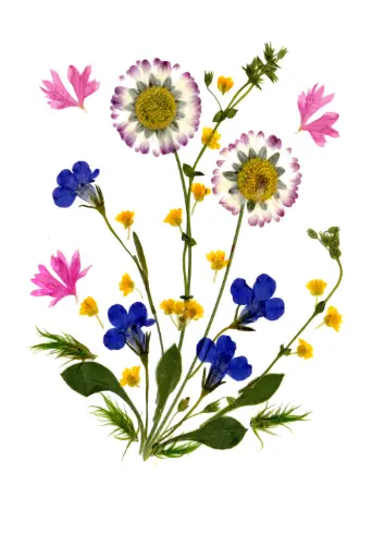 [PDO-00FL020] Dubbelkaart serie 'Fleurs séchées' - model 020 - 10x15cm + envel.